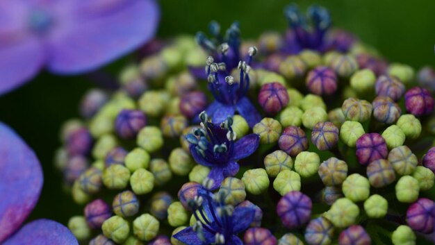 写真 紫色の花の植物のクローズアップ