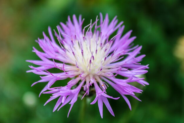 写真 紫色の花の植物のクローズアップ