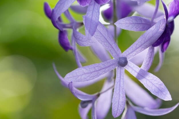 写真 紫色の花の植物のクローズアップ