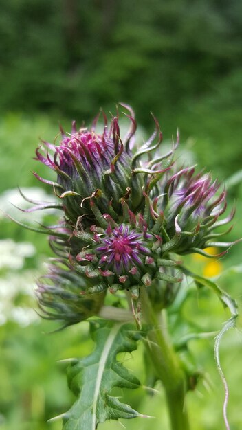 写真 紫色の花の植物のクローズアップ