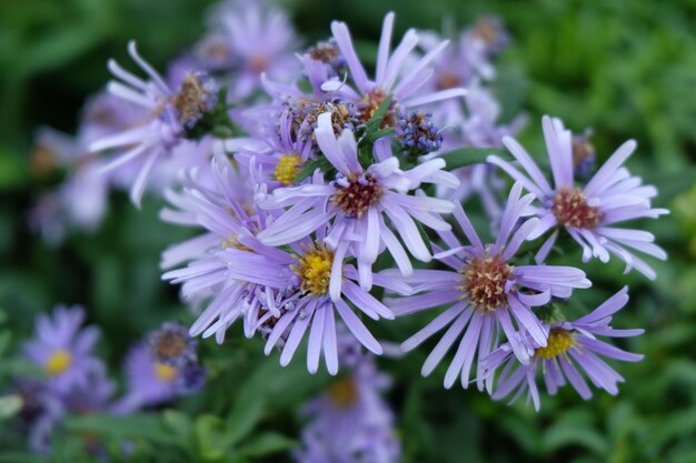 写真 紫色の花の植物のクローズアップ