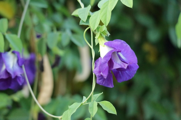 写真 紫色の花の植物のクローズアップ