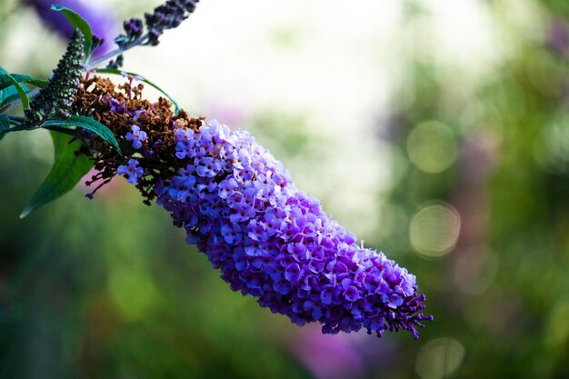 写真 紫色の花の植物のクローズアップ