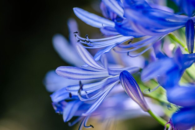 写真 紫色の花の植物のクローズアップ