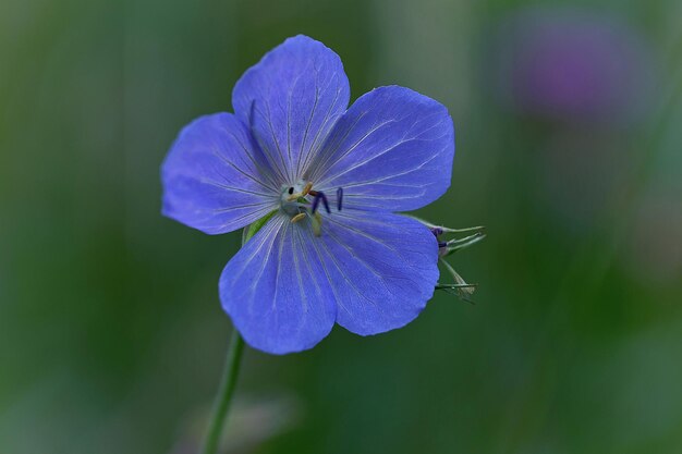 写真 紫色の花の植物のクローズアップ