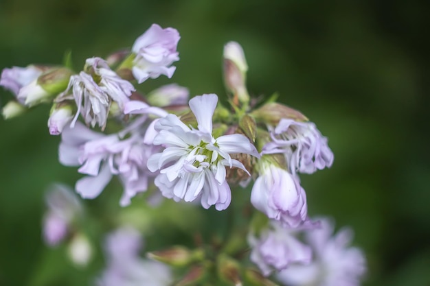 写真 紫色の花の植物のクローズアップ