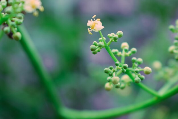 写真 紫の花を ⁇ かせる植物のクローズアップ