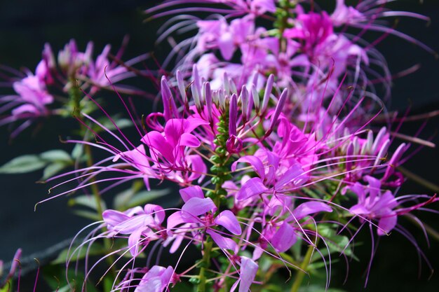 写真 紫色の花の植物のクローズアップ