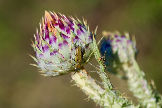 写真 紫色の花の植物のクローズアップ