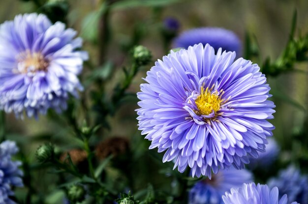 写真 紫色の花の植物のクローズアップ