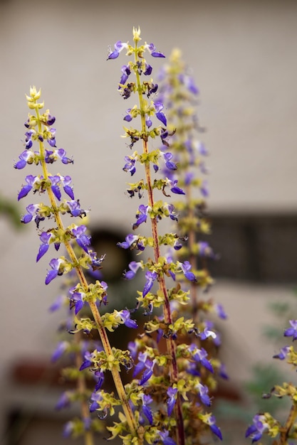 写真 紫色の花の植物のクローズアップ