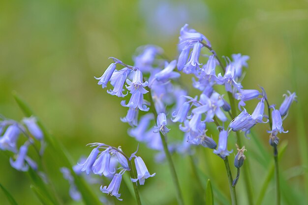 写真 紫色の花の植物のクローズアップ