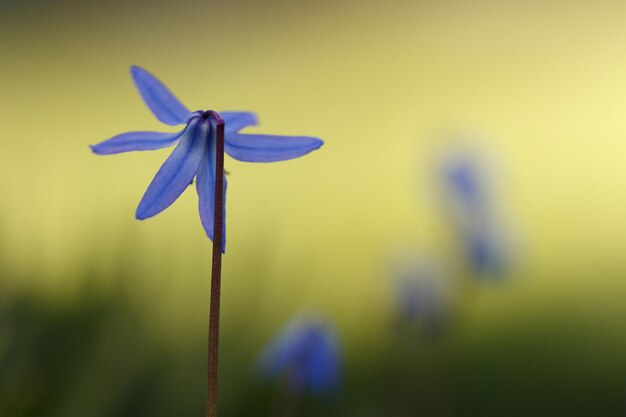 写真 紫色の花の植物のクローズアップ