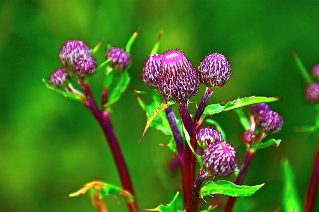 写真 紫色の花の植物のクローズアップ