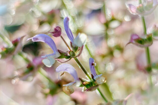 写真 紫色の花の植物のクローズアップ