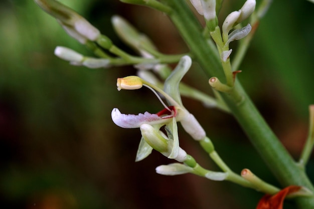 写真 紫色の花の植物のクローズアップ