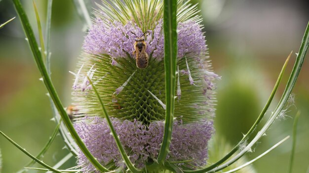 写真 紫色の花の植物のクローズアップ