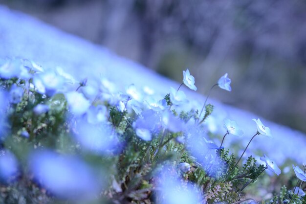 写真 紫色の花の植物のクローズアップ