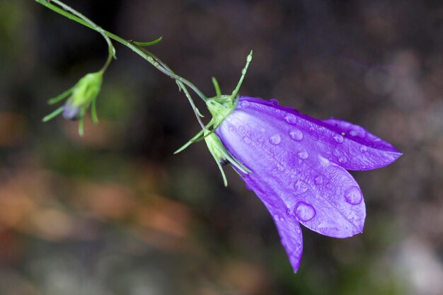 写真 紫色の花の植物のクローズアップ