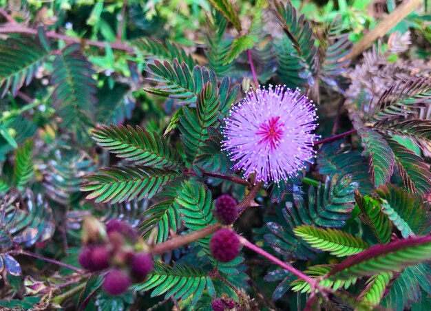 写真 紫色の花の植物のクローズアップ