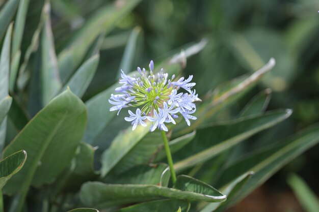 写真 紫色の花の植物のクローズアップ