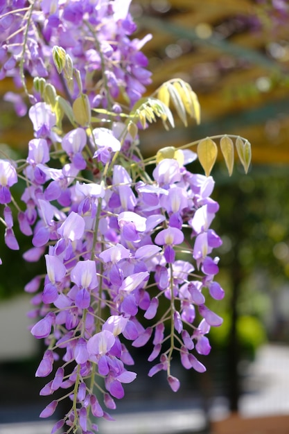 写真 紫色の花の植物のクローズアップ