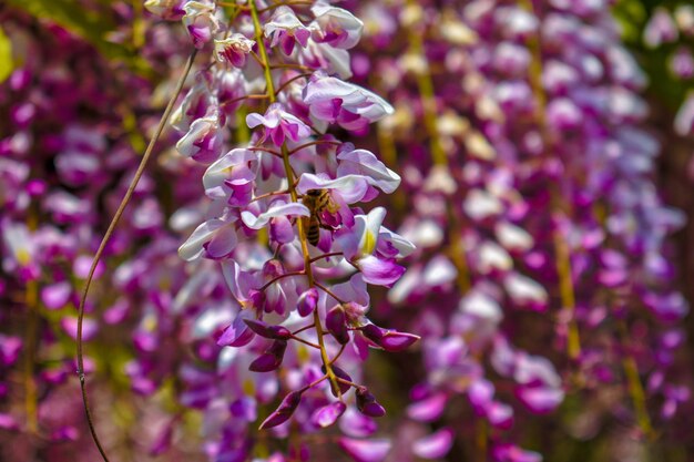 写真 紫の花を ⁇ かせる植物のクローズアップ