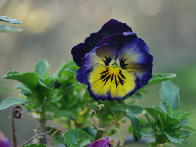 写真 紫色の花の植物のクローズアップ