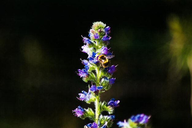 写真 紫色の花の植物のクローズアップ