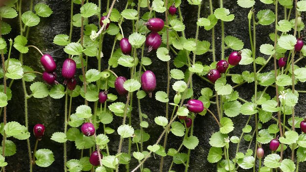 写真 紫色の花の植物のクローズアップ