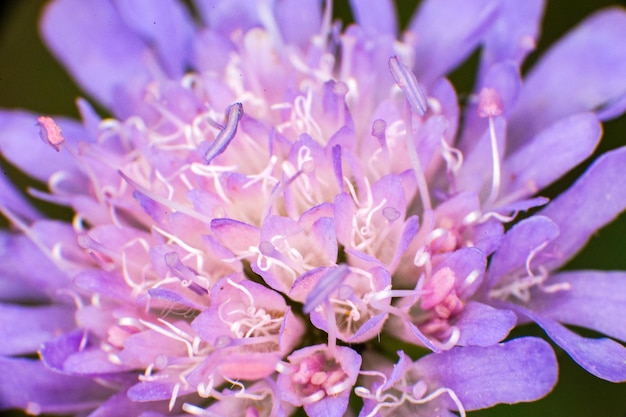 Фото Ближайший план фиолетового цветущего растения