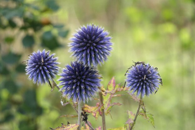 写真 紫色の花の植物のクローズアップ