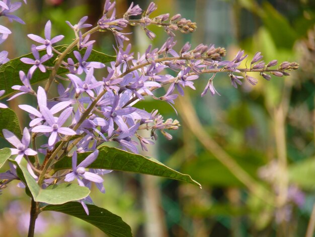 写真 紫色の花の植物のクローズアップ