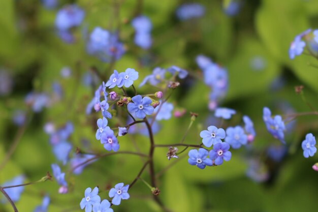 写真 紫色の花の植物のクローズアップ