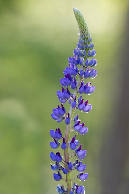 写真 紫色の花の植物のクローズアップ