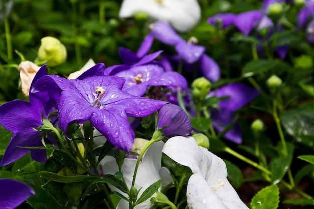 写真 紫色の花の植物のクローズアップ