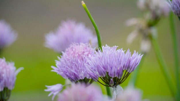 写真 紫色の花の植物のクローズアップ