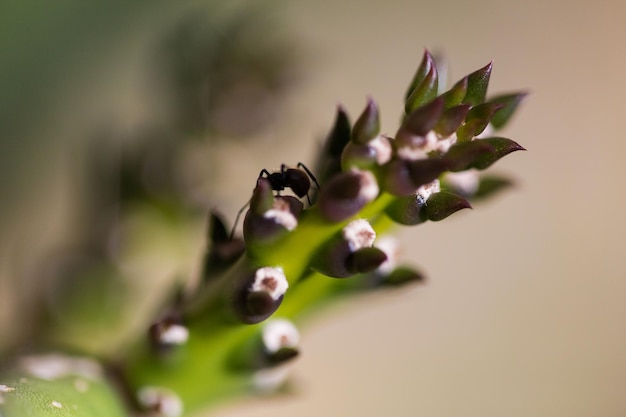 写真 紫色の花の植物のクローズアップ