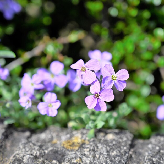 写真 紫色の花の植物のクローズアップ