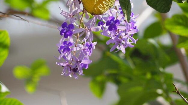 写真 紫色の花の植物のクローズアップ