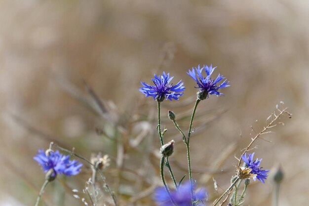 写真 紫色の花の植物のクローズアップ