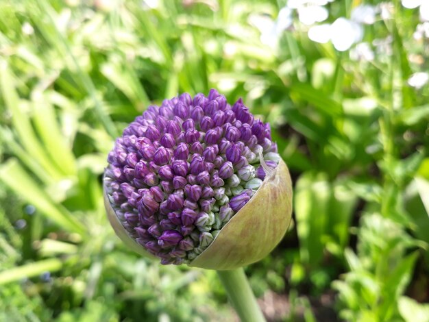 写真 紫色の花の植物のクローズアップ