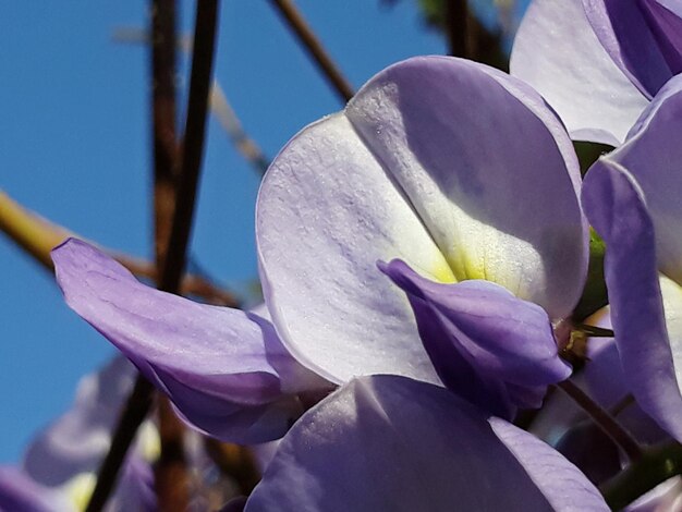 写真 紫色の花の植物のクローズアップ