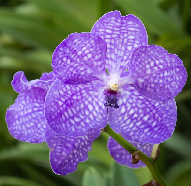 写真 紫色の花の植物のクローズアップ