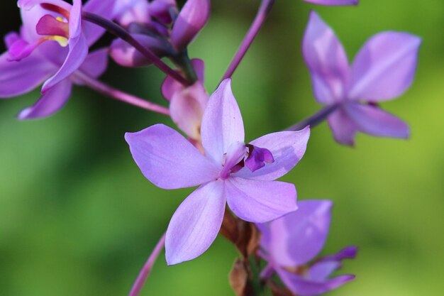 写真 紫色の花の植物のクローズアップ