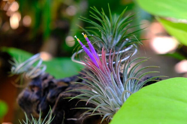 Фото Ближайший план фиолетового цветущего растения