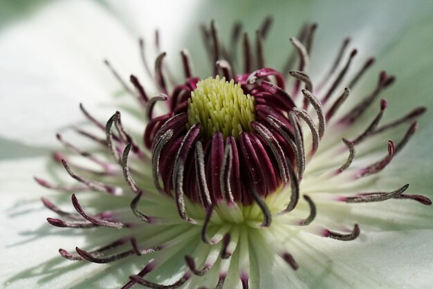 写真 紫色の花の植物のクローズアップ