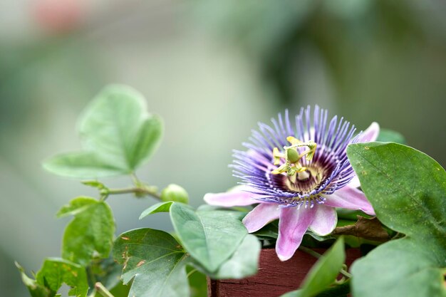 写真 紫色の花の植物のクローズアップ