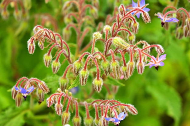 写真 紫色の花の植物のクローズアップ