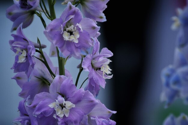 写真 紫色の花の植物のクローズアップ